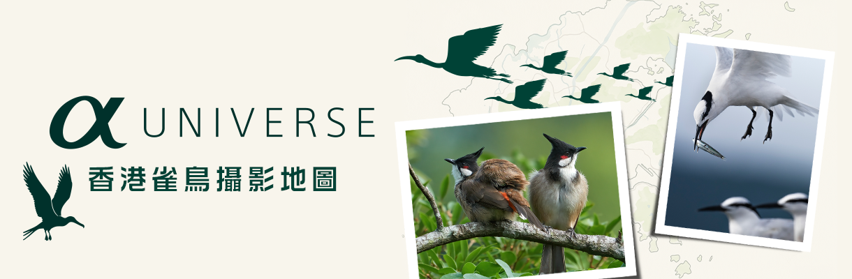 鳥攝