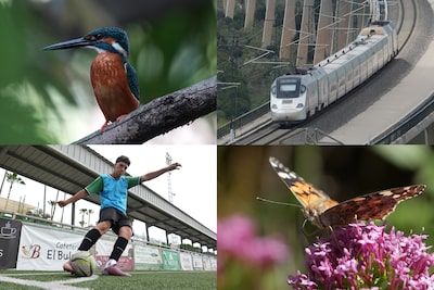 四張示例圖片分別展示雀鳥（翠鳥）、列車、足球員和蝴蝶的特寫